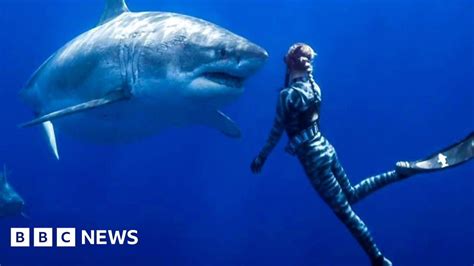 Swimming with huge female pregnant great white sharks - BBC News