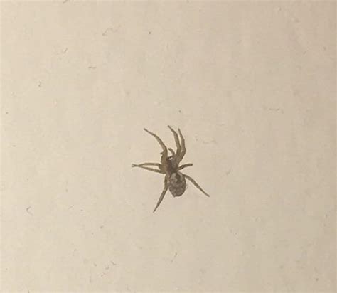 Baby wolf spider? ID request for tiny friend found in Chicago, 5mm across : r/spiders