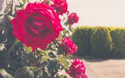 Roses In Summer Mac Wallpaper Download | AllMacWallpaper