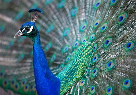 Peacock Symbolism & Meaning (+Totem, Spirit & Omens) | World Birds