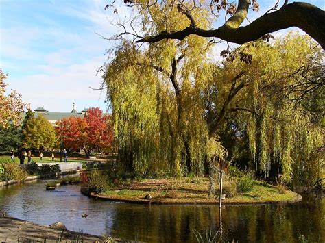 "city park Launceston tasmania" by pejay | Redbubble