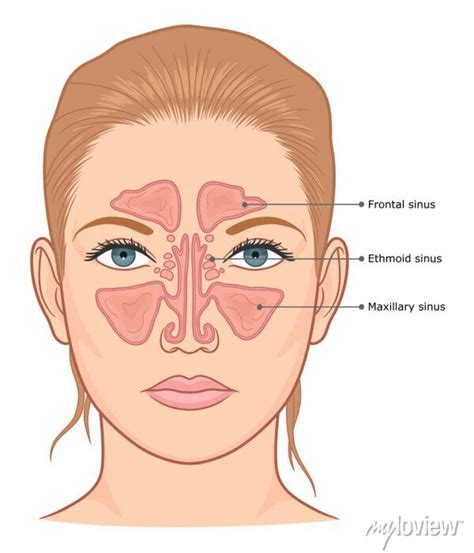 Sinus Diagram | ubicaciondepersonas.cdmx.gob.mx