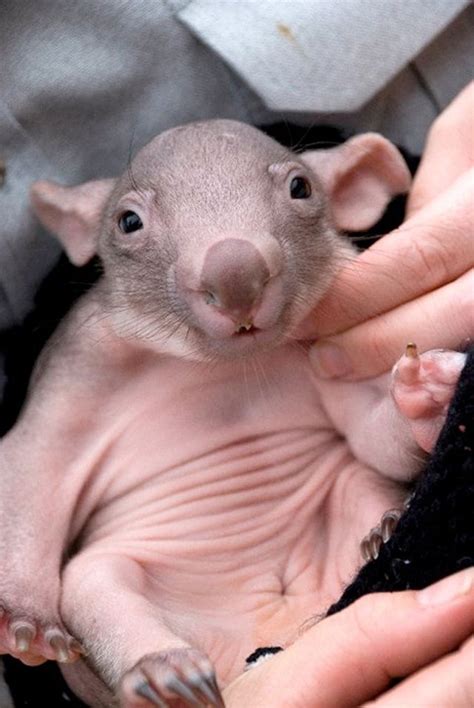 newborn wombat! | adorable and squishable animals | Pinterest