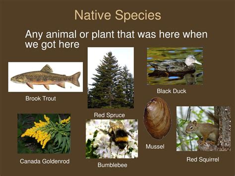 PPT - Invasive Species in Nova Scotia PowerPoint Presentation, free ...