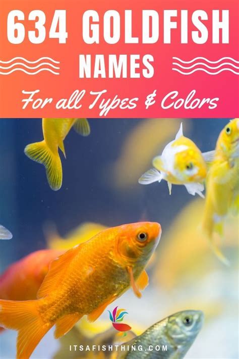 150+ Goldfish Names: Ideas for Unique, Cute & Funny Fish | It's A Fish Thing | Goldfish names ...