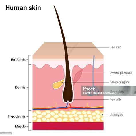 Lapisan Kulit Manusia Epidermis Dermis Hipodermis Dan Otot Rambut ...