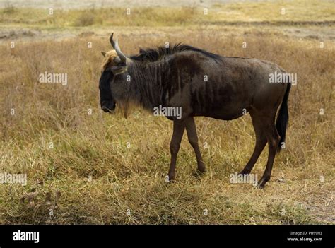 Wildebeest in Ngorongoro Crater, Tanzania Stock Photo - Alamy