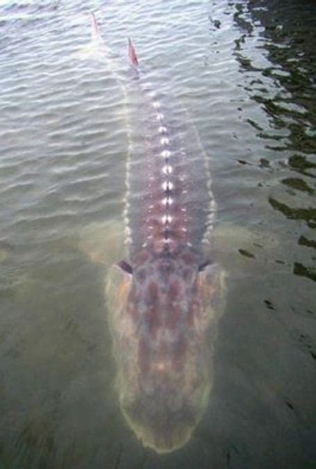 Lake Winnebago monster a myth? - My Fishing Partner