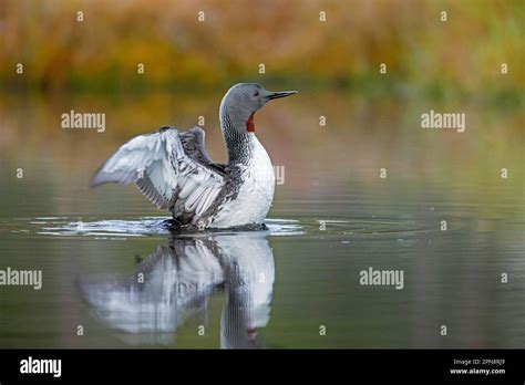 Red-throated loon / red-throated diver (Gavia stellata) in breeding ...