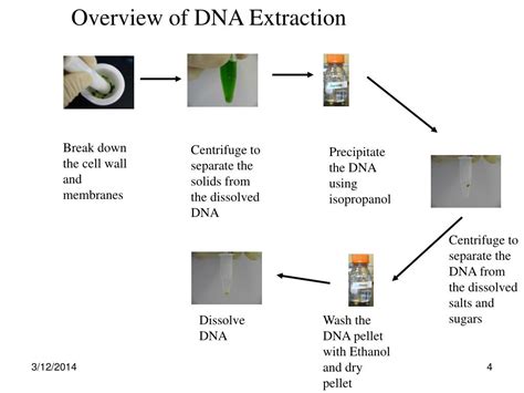 PPT - DNA EXTRACTION PowerPoint Presentation, free download - ID:318148