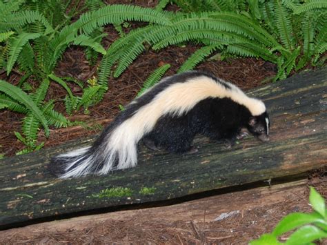 The Online Zoo - Striped Skunk