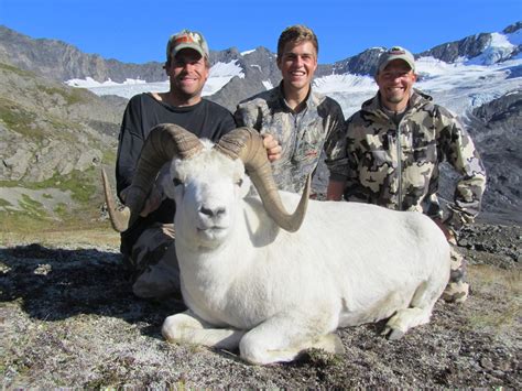 Alaska Dall Sheep - To Apply, or Not to Apply? - Worldwide Trophy Adventures