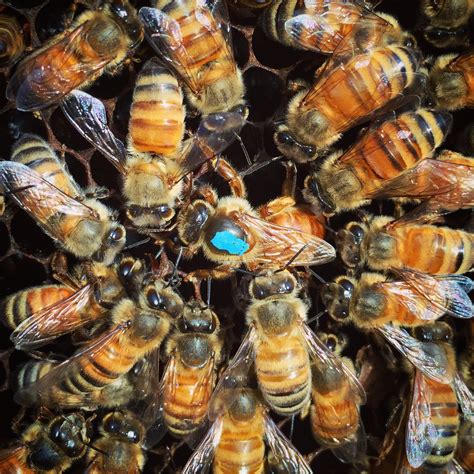 6 THINGS YOU DIDN'T KNOW ABOUT QUEEN BEES - Beekeeping Like A Girl