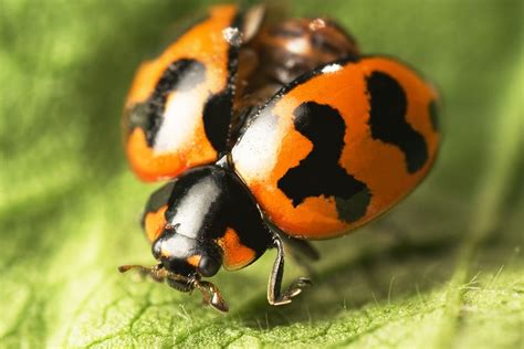 Asian Lady Beetles | Town and Country Pest Solutions Inc.