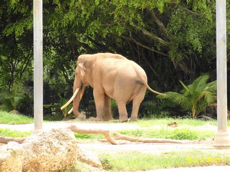 Zoo Miami July 2, 2011 | A day at the zoo. Asian elephants i… | Flickr