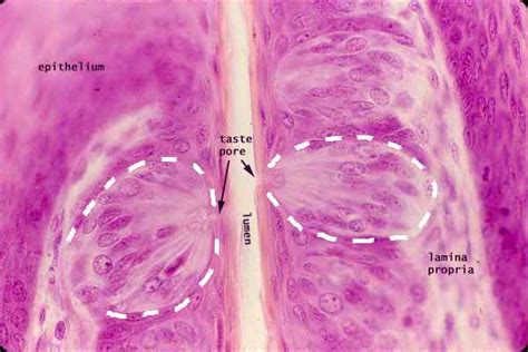 Histology at SIU