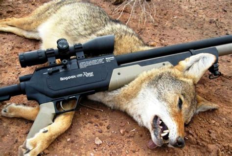 Coyote Hunting: Tips & Tricks That Will Give You The Advantage