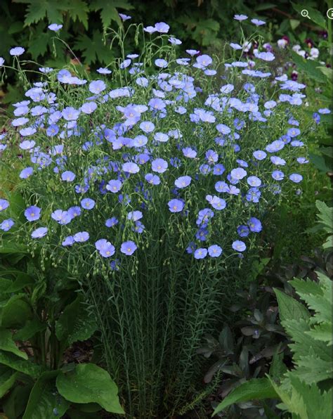 Blue Flax | Plants, Dream garden, Perennials