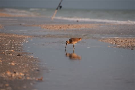 Wildlife on the Gulf of Mexico. Courtney Cox | by Courtney Cox | Medium