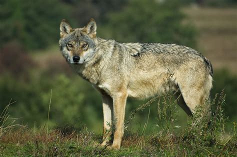 How Often Do Wolves Attack Humans?