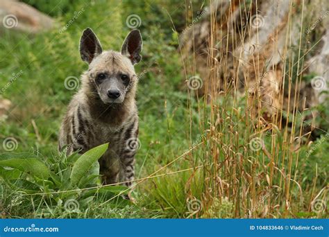 Brown Hyena Walking in the Nature Looking Habitat in Zoo Stock Photo - Image of captivity, hyena ...