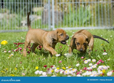 Cute Little Puppies Playing Royalty Free Stock Images - Image: 34258349