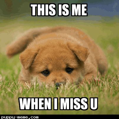 sad puppy meme