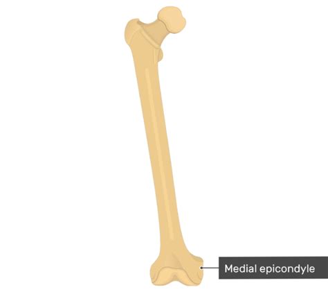 Femur Bone - Anterior Markings