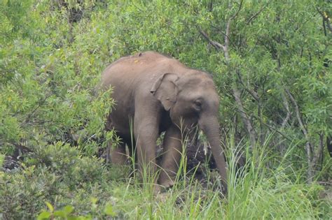 Elephas maximus Linnaeus, 1758 by Tarsh Thekaekara on 29 October 2016