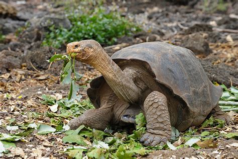 Extinct species of Galapagos giant tortoise may be resurrected | New ...