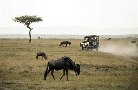 Best African Safari Adventures For Solo Travelers – Travel Up