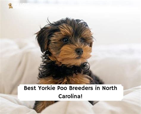 7 Best Yorkie Poo Breeders in North Carolina!