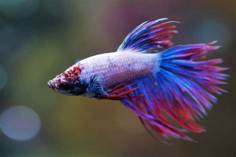 The Natural Habitat of Betta Fish: History, Diet & FAQs | Hepper