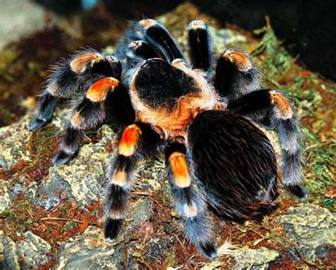 Mexican Red-Knee Tarantula Care – The Herpetological Society of Ireland