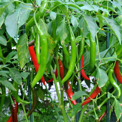 Chilli - Haree Mirchi Vegetable Seeds