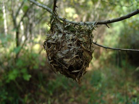 Free picture: warbling, vireo, songbird, nest