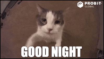 Cat-good-night GIFs - Get the best GIF on GIPHY