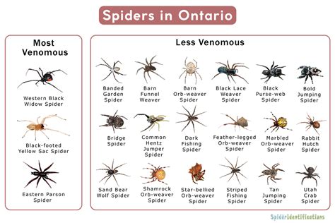 Types of Spiders in Ontario: List with Pictures