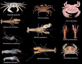 Malacostraca - Atlas de Morfotipos de la Megafauna Abisal del Archipiélago Revillagigedo