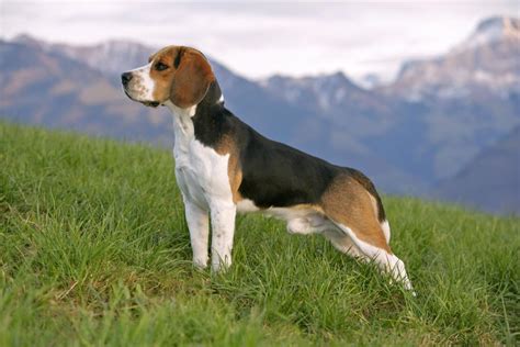 S'occuper d'un beagle est facile si on tient compte de son caractère