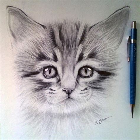 Kitten Drawing by LethalChris on DeviantArt