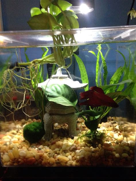 Planted betta 3G | Betta, Plants, Pets