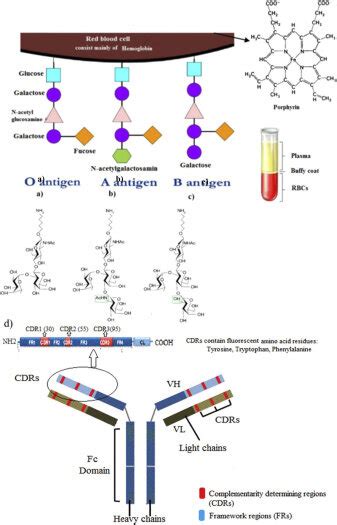 Chemical structure of various blood antigens and antibody. a) O antigen... | Download Scientific ...