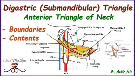 Digastric (Submandibular) triangle of neck/ Anatomy- Boundaries & contents/Anterior triangle of ...