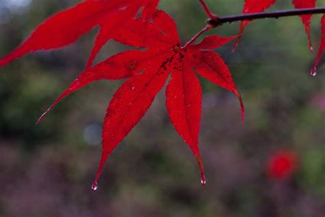 Free Images : branch, flower, petal, orange, green, red, color ...