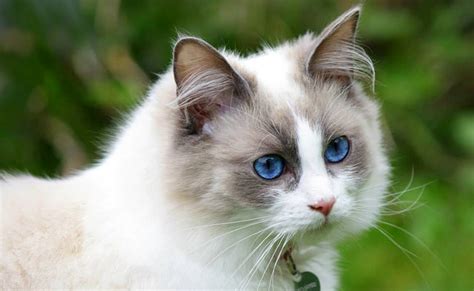 Ragdoll : caractère, éducation, santé, prix | Race de chat