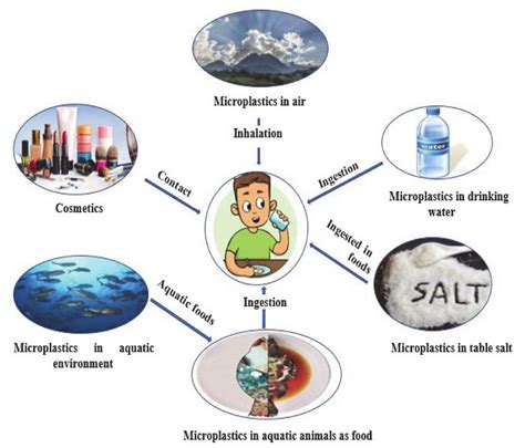 Pathways of human exposure to microplastics. | Download Scientific Diagram