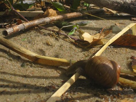 Snail On The Beach | European Snail (Helix pomatia) edible s… | Flickr