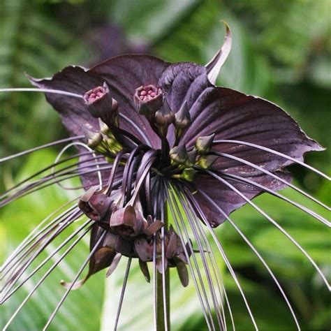 BLACK BAT FLOWER Seeds (Tacca chantrieri) - Ár: €2.85