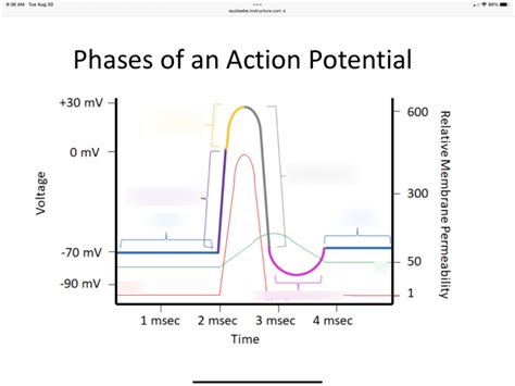 Phases of Action Potential Diagram | Quizlet